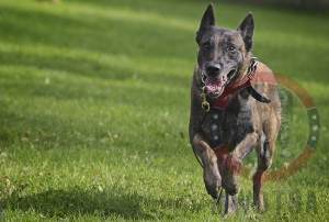 JOINT BASE ELMENDORF-RICHARDSON, Alaska -- Kimba, a Belgian malinois military working dog assigned to the 673d Air Base Wing Security Forces Squadron, runs toward an aggressor during a training session on Joint Base Elmendorf-Richardson, Aug. 26, 2013. Security Forces Airmen continually train with their K9 counterparts to keep their teams flexible to respond to law enforcement emergencies, and for overseas deployments. (U.S. Air Force photo/Justin Connaher)