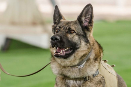 German Shepherd Dogs in the Military: A Brief Historical Overview - MWDTSA