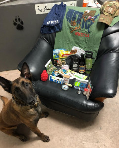 Malinois looks up at the camera, sitting in front of a chair where care package contents are displayed.